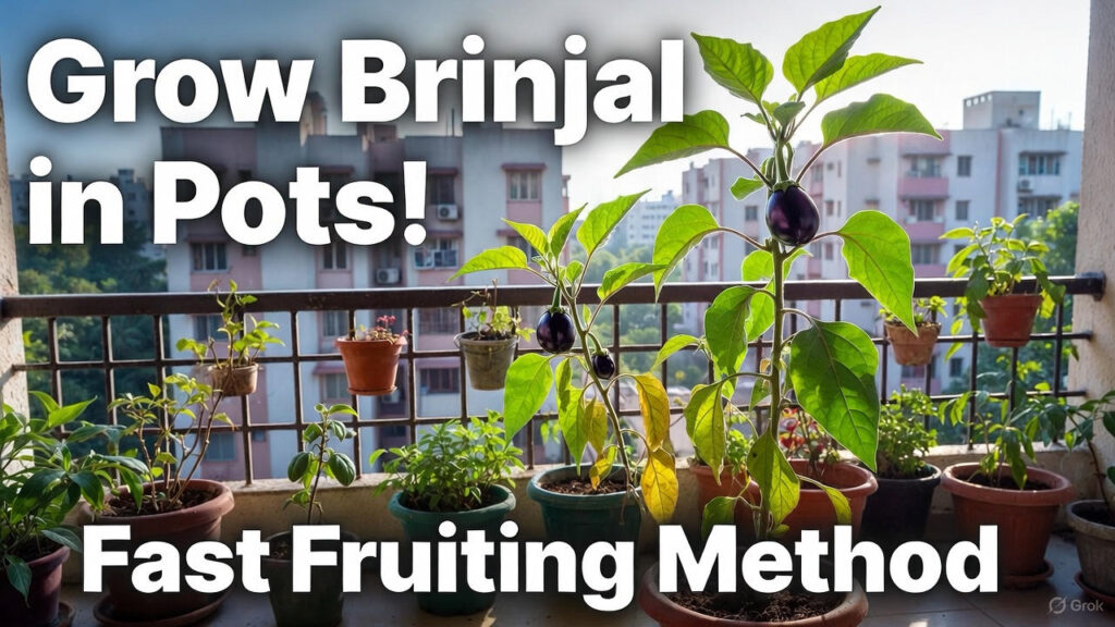 How to Grow Brinjal in Balcony Pots: Fast-Fruiting Eggplant Method for Apartments