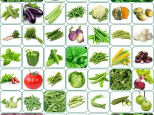 Aero Seeds 45 Varieties of Vegetable Seeds 2665+ High Germination Seeds For Your Garden With Instruction Manual