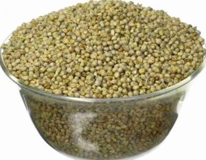 Bajra Seeds Millet Variety for Terrace Gardeners and Agricultural Fields Strong Germination Crop Pack of 250g