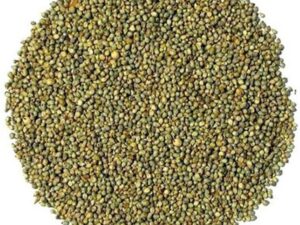 High Germination Bajra Seeds Suitable for Garden Beds, Grow Bags and Open Field Cultivation Millet Crop Pack of 250g