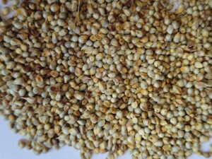 Original Hybrid Bajra Seeds Pearl Millet for Bird Supplement Cow Feed and Field Crop Growth in Farming Pack of 1 KGg
