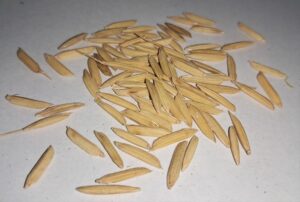 Paddy Crop Seeds Pusa 1121 Basmati for Sowing in Rice Fields with Water Management Pack of 500 g