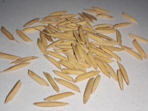 Rice Seeds Pusa 1121 Paddy Basmati for Grain Harvest and Crop Rotation in Indian Fields Pack of 500 g