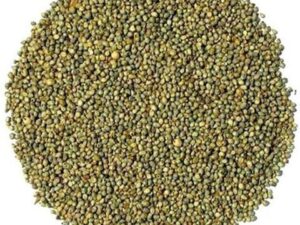 Bajra Seeds for Farming, Millet Crop Variety, Non GMO High Germination Qualety, Grows in All Climates and Soil Types, Pack of 250 g