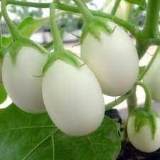 Brinjal White Round Seeds Hybrids F1 Vegetable Seeds For Home Garden For Planting For All Season (50 seeds) By Zabbus