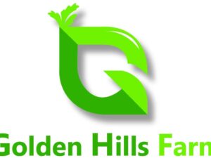 Golden Hills Farm® (AVG 100-500) seeds Ornamental Annual Kochia Scorparia Burning Bush Grass Seeds Forage Crop For Sheep Seeds