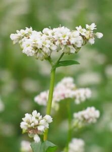 BUCKWHEAT Fagopyrum Esculentum Cover Crop Ground Cover-300 Seeds