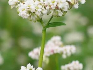 BUCKWHEAT Fagopyrum Esculentum Cover Crop Ground Cover-300 Seeds
