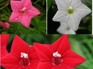 Ekaaksh Cypress Vine Mix Color Flower Seeds