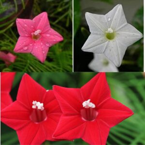 Ekaaksh Cypress Vine Mix Color Flower Seeds