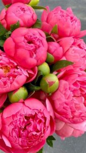 Garden® Imported Peony Flower Seeds For Gardening | Pack Of 30 Seeds (Light Magenta)