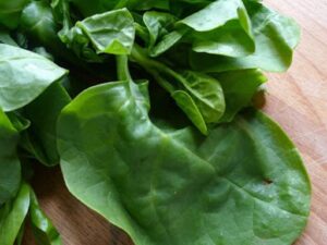 Seeds Basket Giant Malabar Spinach Seeds | Poi Ka Saag | Basella Alba Round Leaf Vining Green Plant Ceylon Spinach, Vine Spinach, Creeping Spinach Leaf NonGMO Asian Vegetable Seed (Pack Of 100 Seeds)