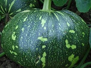 Hybrid Pumpkin Seeds – High-Yield Variety (Pack of 30 Seeds) | Fast Germination | Suitable for Home & Commercial Farming