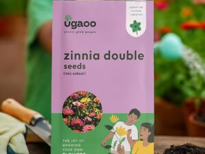 UGAOO Zinnia Double Flower Seeds (Multicolour, Pack of 200)