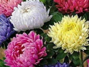 Garden® Hybrid Chrysanthemum Flower Seeds For Gardening | Pack Of 30 Seeds (Mix Color)