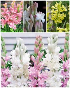 Tube Rose/Rajani Gandha Flower Seeds (Pack of 14 Mix Multi Color Bulbs)