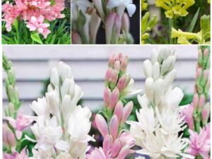 Tube Rose/Rajani Gandha Flower Seeds (Pack of 14 Mix Multi Color Bulbs)