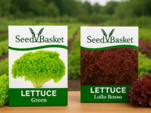 SeedBasket Lettuce Seeds Pack of 2 – Green & Red Varieties | Fresh Garden Leafy Vegetable Seeds for Home Gardening, Terrace, Balcony & Kitchen Garden | 400 Seeds