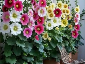 Holhock MIX Flower Seeds – 50 Seeds Pack – Multicolor Blooms for Home Garden | Hardy Blooming Plants for Terrace & Backyard