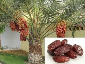 Matri Bhumi Arabian Dates Tissue Culture Dates plant Arabin Variety Healthy khajuri fruit live plant Imported Hybrid Quality Plant & Tree(Pack of 1).