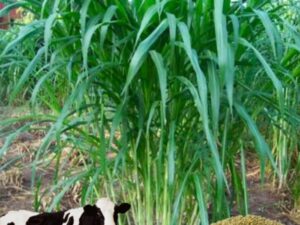 High Yield Bajra Pearl Millet Hybrid Seeds for Village Field Crop Growing Pack of 250g