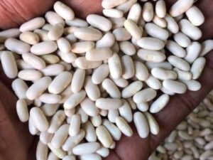 Organic F1 Dwarf French Beans (50 Seeds) for Pots, Terrace, or Backyard Farming | Ideal for Home Garden & Container Grow