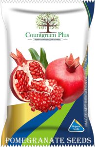Organic Pomegranate Seeds (Anaar/Anar Beej) – Premium Organic Fruit Plant Seeds for Home Gardens, Available in Pack (Pack of 50) or (Pack of 100)