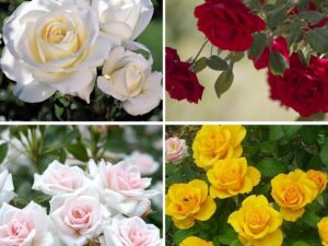 50+ Seeds- Mixed Rose Seeds For Planting Non-Gmo Flower Seeds For Home Garden