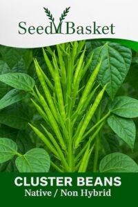 Seed Basket Cluster Beans (Guar) 80 Seeds for Home Garden – High Yield, Fast Growing, Non-GMO, Open-Pollinated Vegetable Seeds for Pots, Terrace & Outdoor Farming
