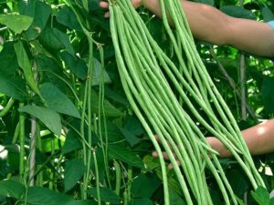 Yard long bean/Barbati seeds for planting | 52 seeds per pack
