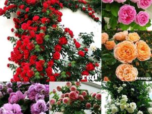 Climbing Rose Flower Seeds | Rose Seeds for Home Gardening | Non-GMO Rose Seeds | Easy to Grow for Balcony, Terrace & Garden Trellis hand-selected seeds with 85–90% germination rate (100 SEED)