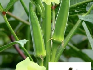 Lady Finger (Okra/Bhindi) Seeds for Home Gardening – High Germination, Hybrid Variety, Organic & Non-GMO Vegetable Seeds for Pots & Terrace Garden(Pack of 100)