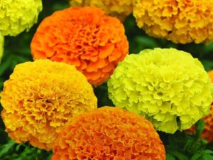 African Marigold Flower Seeds for Pooja – Desi Variety, Ideal for Indian Festivals & Home Temples Pack of 50 Seeds For (Indoor-Outdoor Planting)