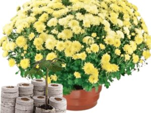 Chrysanthemum (Sevanti, Shevanti) Flower Seeds Pack + Coco Coir (2 Disc) Ideal for Seed Germination for Home Garden (Yellow)