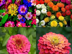 Zinnia flower seeds combo Zinnia all colours hybrid double flower mixed seeds pack of 40