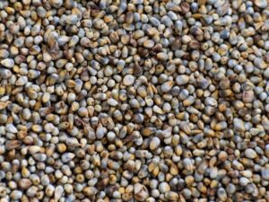 Original Hybrid Bajra Seeds Pearl Millet Hybrid Crop for Cow Milk Boost Bird Food Use and Field Crop Cultivation Pack of 250g