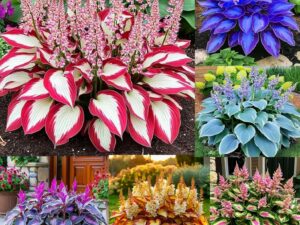 120 Seeds- Hosta Flower Seeds Mix for Home and Garden – Low Maintenance Plant Seeds