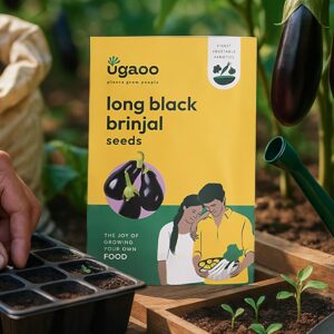 UGAOO Brinjal Banarasi Giant Vegetable Seeds (Pack of 800mg)