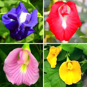 (Pack Of 30 Pcs) Aparajita Flower Seeds Mixed Color Pack, ”Double & Single Petals” Aprajita Hybrid Butterfly Pea Seeds
