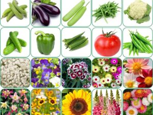 Aero Seeds 30 variety(15 flower and 15 vegetable) seeds combo pack with instruction manual.