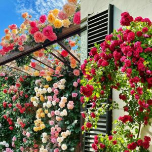 Climbing Rose Seeds, Multicolour Hybrid Flowers, Home Garden Variety, Pack of 60+ Seeds