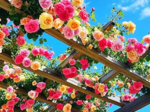 Imported Hybrid Climbing Rose Flower Mix Seeds, Year-Round Blooms (Pack of 250+ Seeds)