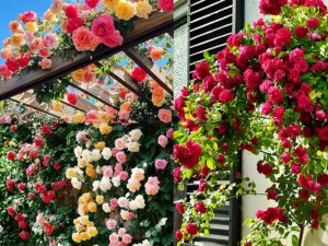 200+ SEEDS- Hybrid Climbing Rose Flower Mix Seeds, Year-Round Blooms.