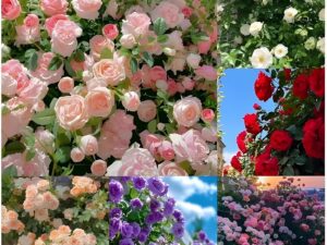 Climbing Rose Imported Flower Seeds for Home and Kitchen Gardening Pack of 80 + Seeds (Multicolor)