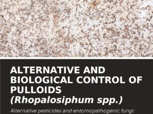 ALTERNATIVE AND BIOLOGICAL CONTROL OF PULLOIDS (Rhopalosiphum spp.)