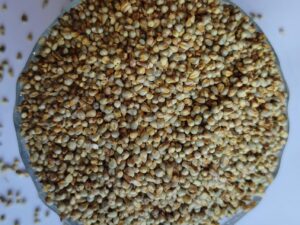 Original Hybrid Bajra Seeds Pearl Millet Crop for Cow Dairy Bird Feed Organic Field and Plantation Growth Pack of 250g