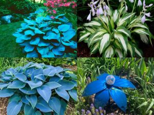 50+ SEEDS- Hosta Mix Flower Seeds For Planting- Grow Year Round.