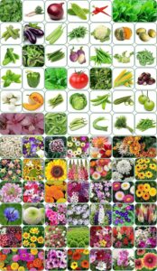 Aero Seeds 80 variety(40 flower and 40 vegetable) seeds combo pack with instruction manual.