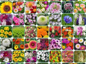 Aero Seeds 45 Variety Of Flower Seeds Combo Pack With Instruction Manual.