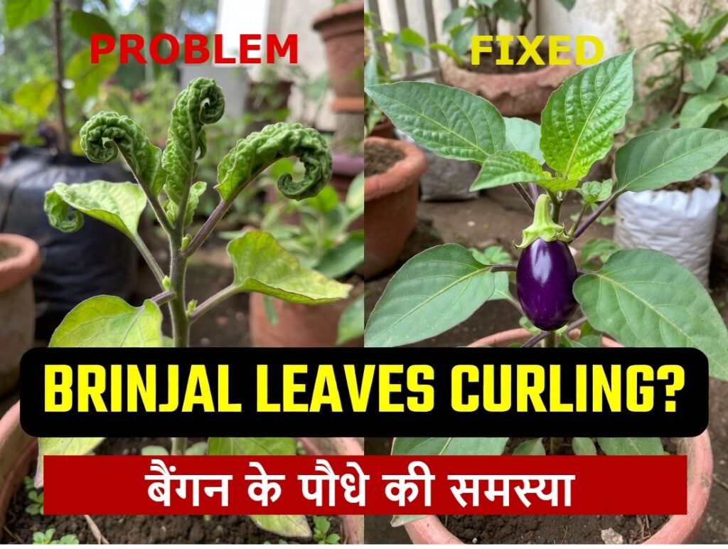 Why Are My Brinjal Leaves Curling in Pots? (Yes, Eggplant Too — Here’s How I Fixed It)